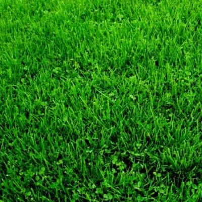 central park cesped zulueta