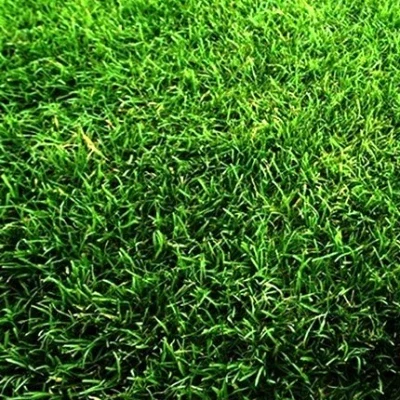 regenerator cesped zulueta