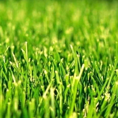 sahara cesped zulueta