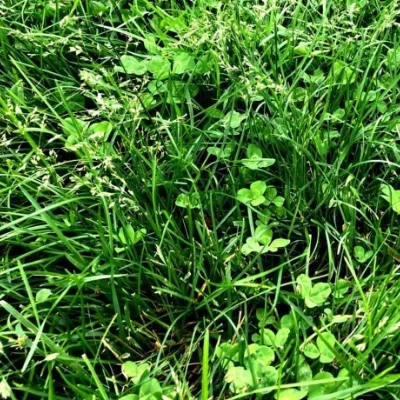 wildgrass cesped zulueta